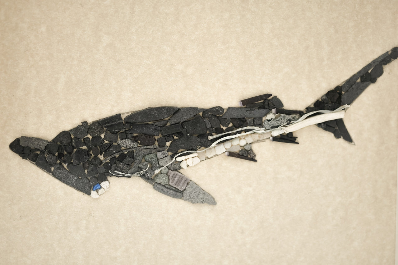 FINLESS HAMMERHEAD SHARK